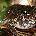 Limnodynastes convexiusculus (Marbled Marshfrog)<br />Canon EOS 7D + EF70-200 F4.0L + EF1.4xII + SPEEDLITE 580EXII
